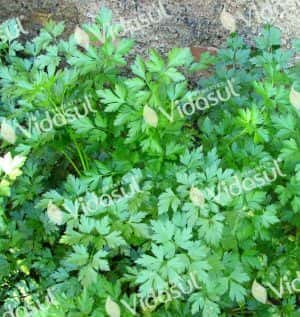Vidasul Salsa Lisa Comum SH 25