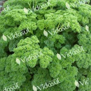 Vidasul Salsa Crespa SH 25